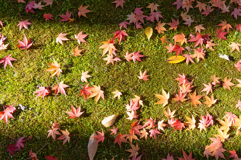 Yojocolumn shosetsu3